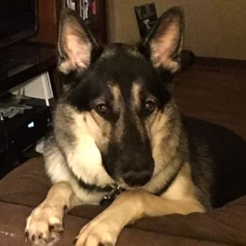 Maximum K9  Service - Hi - Pet Training Near Me - Deer Park, New York