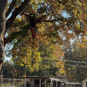 Training Trees - Tree Services Near Me - Kansas City, Missouri