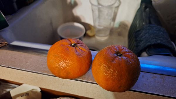 Trader Joe's by null