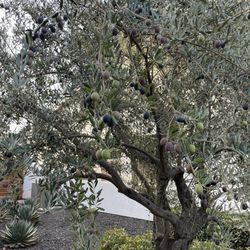 Alspaw Tree Service - Full of fruit.