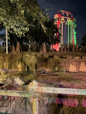 Christmas Town Tampa Bay by null