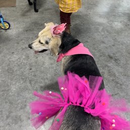 Dog Dog