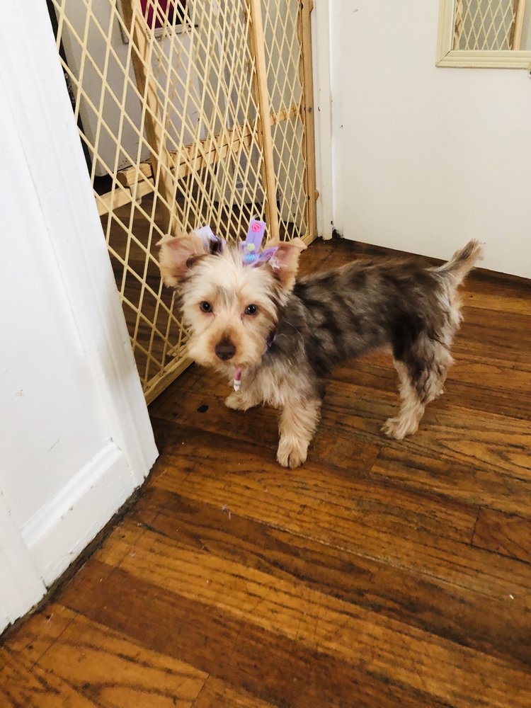 BEAUTY IN THE BEAST GROOMING Updated September 2024 20 Photos