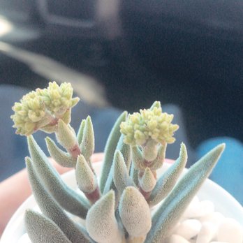Moon Atelier - Cheapest succulents there and still pretty - Florists Near Me - Los Angeles, California Moon Atelier - Cheapest succulents there and still pretty - Florists Near Me - Los Angeles, California