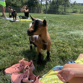 Goat Yoga Chicago - Yoga Near Me - Elgin, Illinois