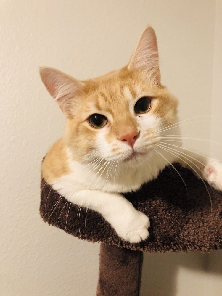 KITSAP HUMANE SOCIETY Updated September 2024 25 Photos & 46 Reviews