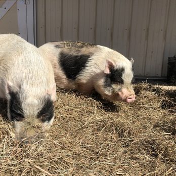 Wayward Ranch Animal Sanctuary - Animal Shelters Near Me Wayward Ranch Animal Sanctuary - Animal Shelters Near Me