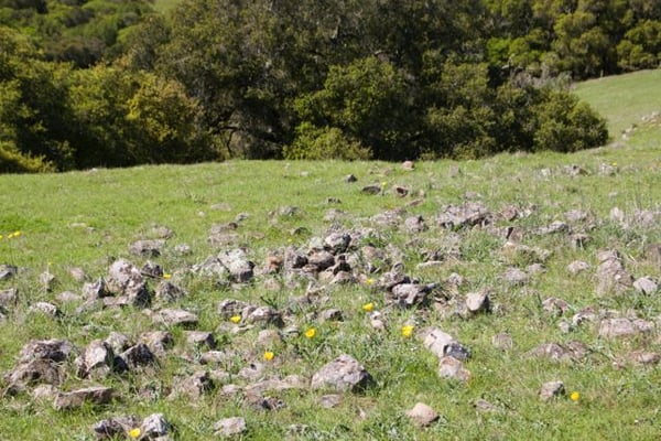 Taylor Mountain Regional Park by null