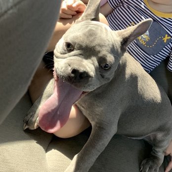 Self Serve Pet Spa - Blue - Pet Groomers Near Me - Bakersfield, California