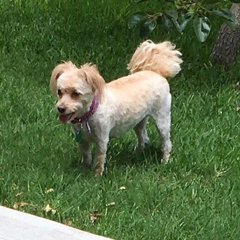 Aleta's All Breed Grooming - After...cool summer cut - Pet Groomers Near Me - Granbury, Texas