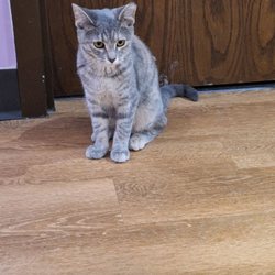The Cats' Pyjamas Cat Café
