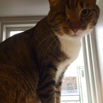 Felines & Canines - This is socks (who name is now Queso!) and I love him more than anything! And felines and canines are the reason we met! Thanks! - Animal Shelters Near Me - Chicago, Illinois