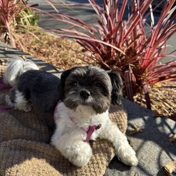 The Pho Cabin - Dogs allowed 3 - Vietnamese Near Me - Los Altos, California