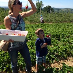 Nutrition Center Of Bergen County - Fresh strawberries- a yummy, healthy, low sugar snack!!