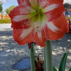 Wat Phrabuddhivongsamunee - Beautiful flower