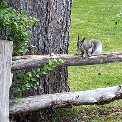 Pinetop Lakes Golf & Country Club - Watch out for the squirrels - cute but everywhere. They eat well.