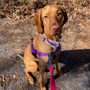 Photo of Happy Tails MV Pet Sitting