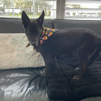 Mr Anthony Dog Grooming Mobile - Roxy with her new Halloween scarf - Pet Groomers Near Me - Jacksonville, Florida