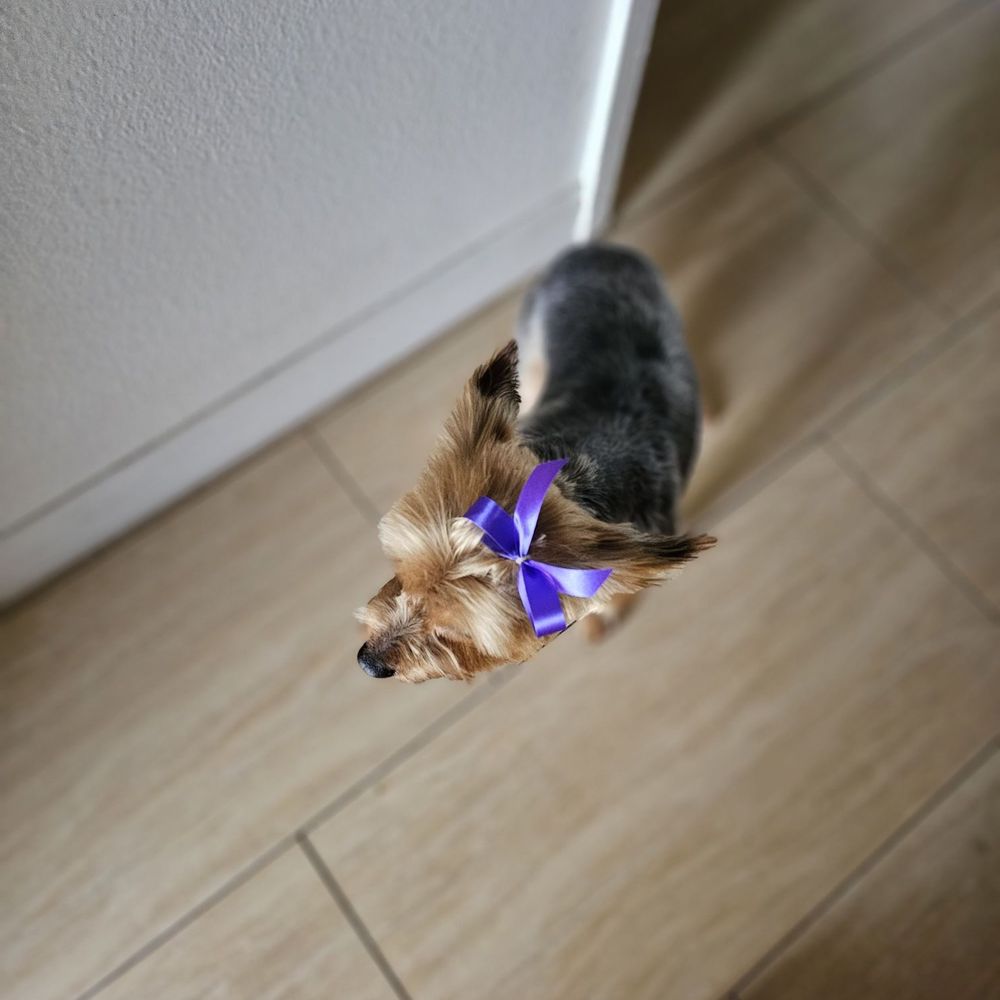 Underdog Pet Stylist - BOW - Pet Groomers Near Me - Oxnard, California Underdog Pet Stylist - BOW - Pet Groomers Near Me - Oxnard, California
