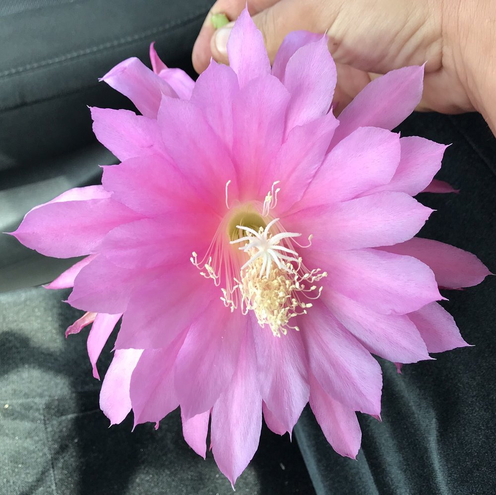 PACIFIC EPIPHYLLUM NURSERY Updated July 2024 13929 Merced Ave