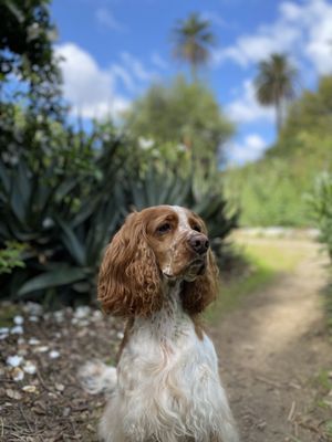 Arlington Garden in Pasadena by null