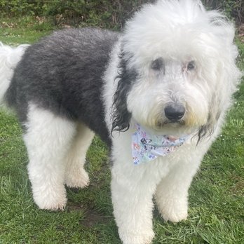 Annie’s Grooming - Pet Groomers Near Me - Oregon City, Oregon