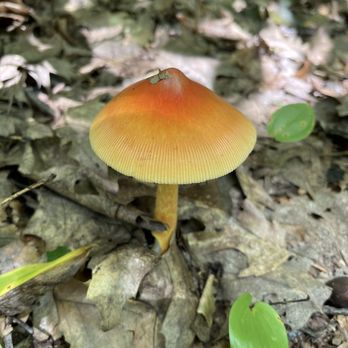 Enders State Forest - Parks Near Me - Granby, Connecticut