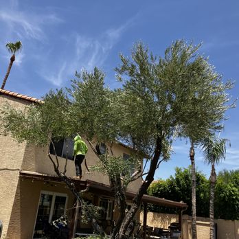 Az New Leaf Landscaping - a man working on a tree - Lawn Services Near Me