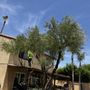 Photo of Az New Leaf Landscaping