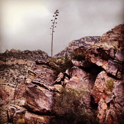 Canyon Ranch Tucson by null