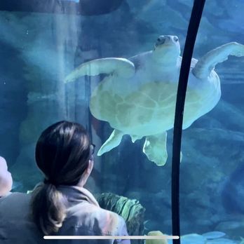 Ripley's Mirror Maze - Sea turtle - Aquariums Near Me - Myrtle Beach, South Carolina Ripley's Mirror Maze - Sea turtle - Aquariums Near Me - Myrtle Beach, South Carolina