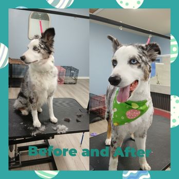 Mountain Paw Spa - Pet Groomers Near Me - Ben Lomond, California Mountain Paw Spa - Pet Groomers Near Me - Ben Lomond, California