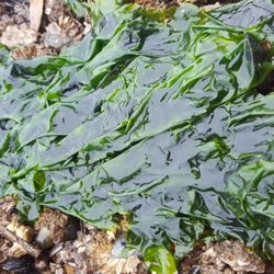 Tacoma DeMolay Sandspit Nature Preserve