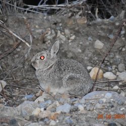 Horseshoe Campground - Wild bunny rabbit really didn't have a red eyes! . That's my camera.