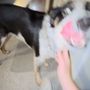 Photo of Five Star Veterinary Center