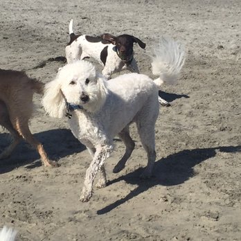 Coronado Dog Beach - Go Champ! - Beaches Near Me - Coronado, California