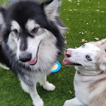 Digg Pet Resort - Newfound romance! - Pet Boarding Near Me - Prosper, Texas Digg Pet Resort - Newfound romance! - Pet Boarding Near Me - Prosper, Texas