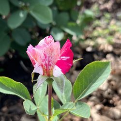 Lyndale Park Rose Garden
