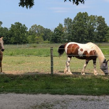 JJ Morris Riding Lessons And Trail Rides - Horseback Riding Near Me - Bristol, Indiana JJ Morris Riding Lessons And Trail Rides - Horseback Riding Near Me - Bristol, Indiana