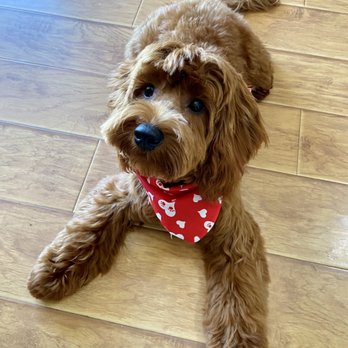 Puppy Cut Grooming - My cockapoo looks absolutely darling! 10/10 for Andrea and her team! - Pet Groomers Near Me - North Highlands, California Puppy Cut Grooming - My cockapoo looks absolutely darling! 10/10 for Andrea and her team! - Pet Groomers Near Me - North Highlands, California