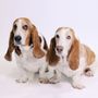 Photo of Endless Pawsibilities