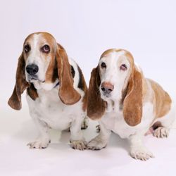 Endless Pawsibilities