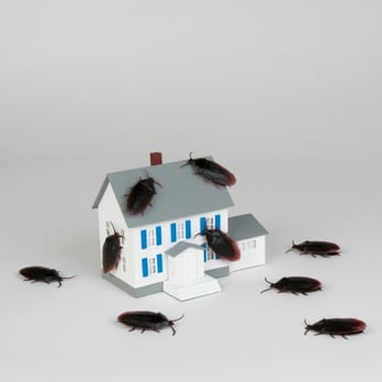 John J. McCann Exterminating Company - Pest Control Near Me - Flushing, New York John J. McCann Exterminating Company - Pest Control Near Me - Flushing, New York