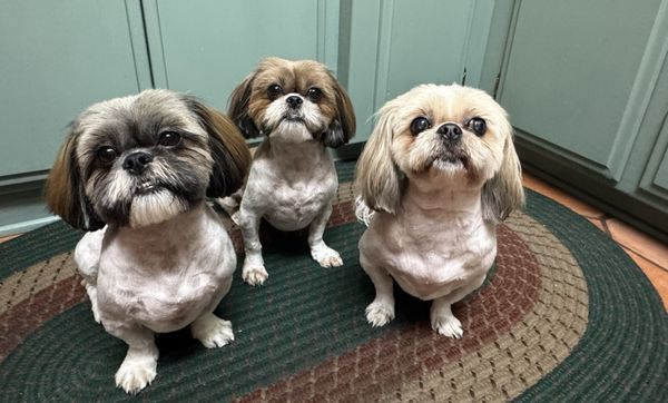 The Dog House by null