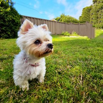 Affordable and Affectionate Pet Care - Pet Sitting Near Me Affordable and Affectionate Pet Care - Pet Sitting Near Me