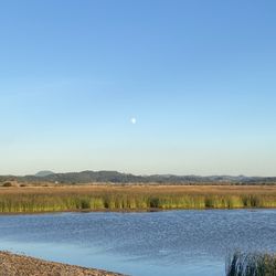 Fern Ridge Wildlife Area - Moon & shorebirds
