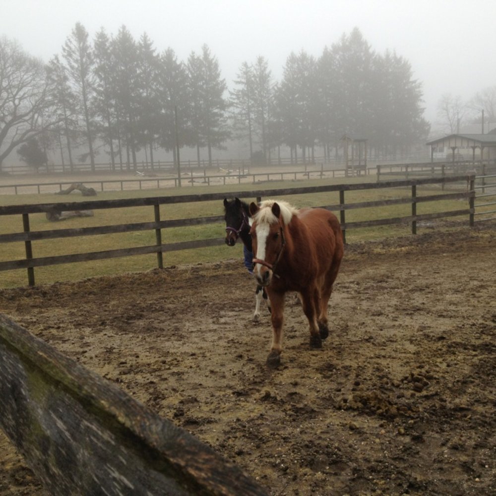 Greenlawn Equestrian Center - Horseback Riding Near Me - Greenlawn, New York Greenlawn Equestrian Center - Horseback Riding Near Me - Greenlawn, New York