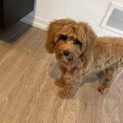 Somerset Dog Grooming