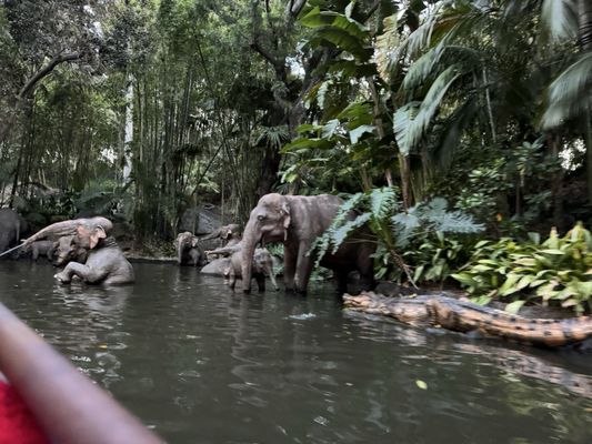 Jungle Cruise by null