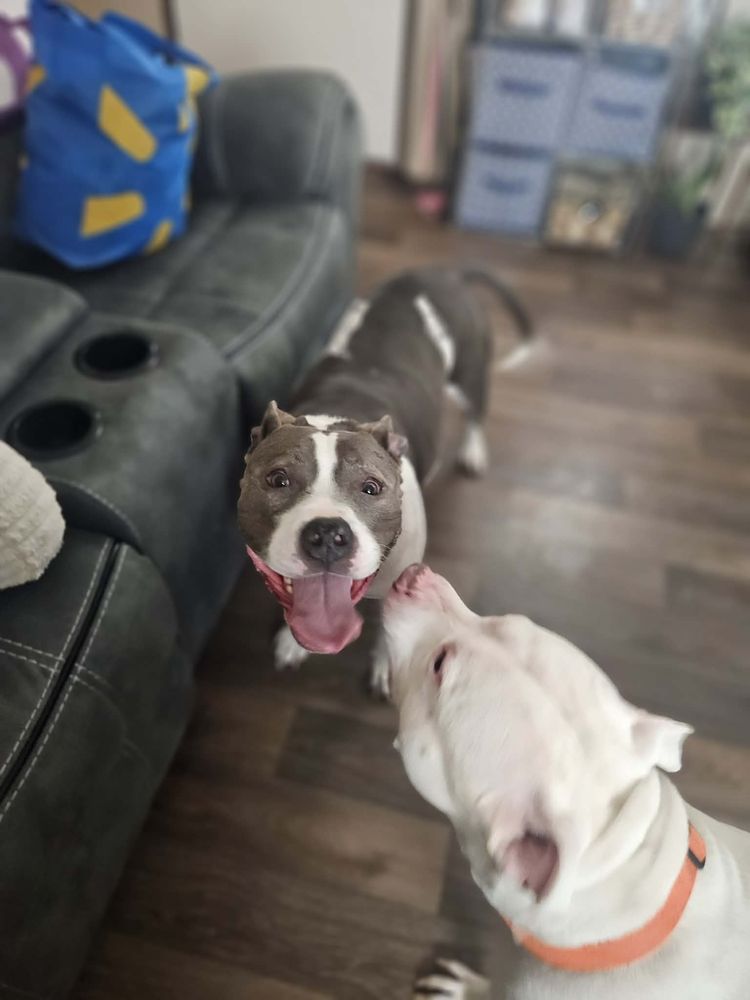Paws 2 Geaux - pet boarding facility in Denham Springs, LA